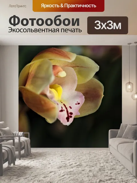 Фотообои Орхидея