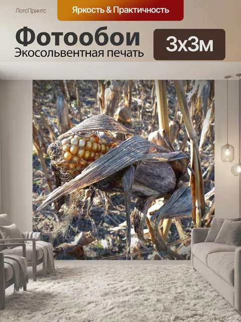 Фотообои Кукуруза