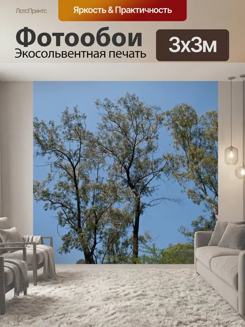 Фотообои высокие деревья и голубое небо