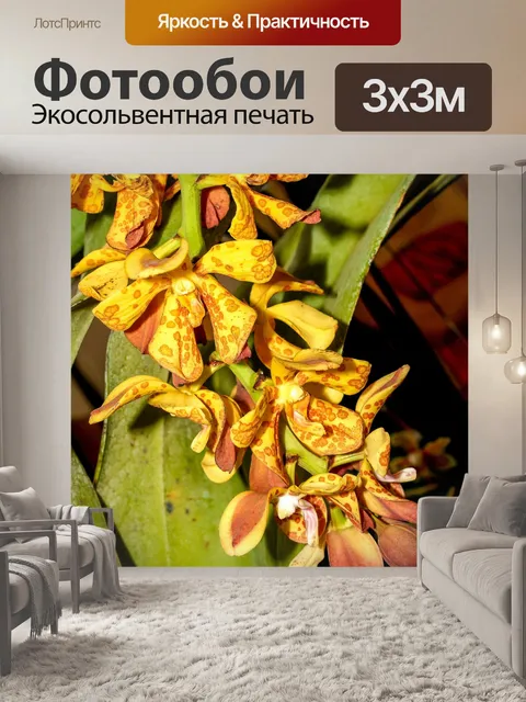 Фотообои Цветок орхидеи