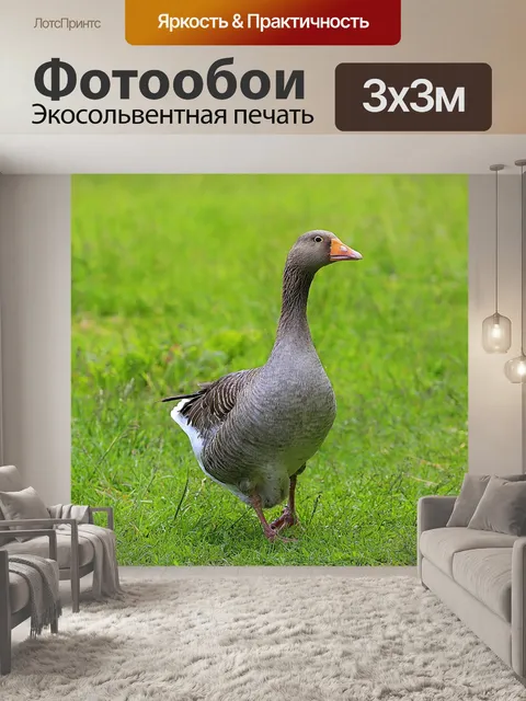 Фотообои Гусь