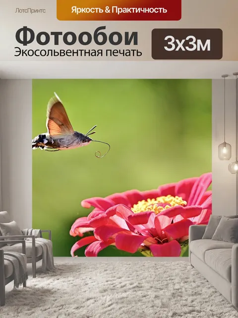 Фотообои Колибри ястреб моли