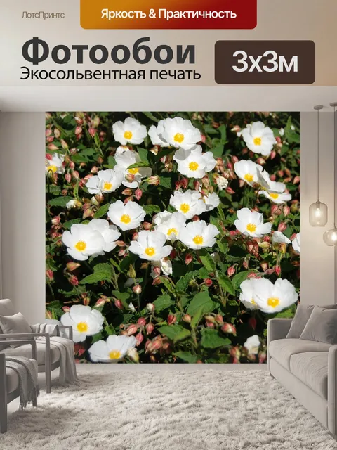 Фотообои Морозник