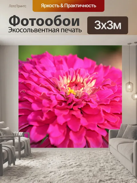 Фотообои Розовый Цинния Макро
