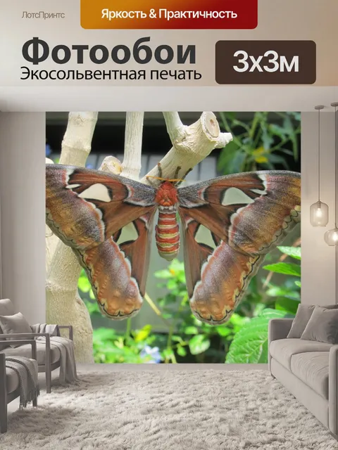 Фотообои Атлас Моль