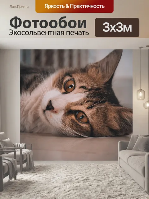 Фотообои Кошки
