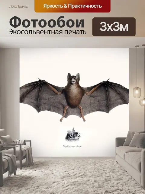 Фотообои Летучая мышь старинные старые литографии