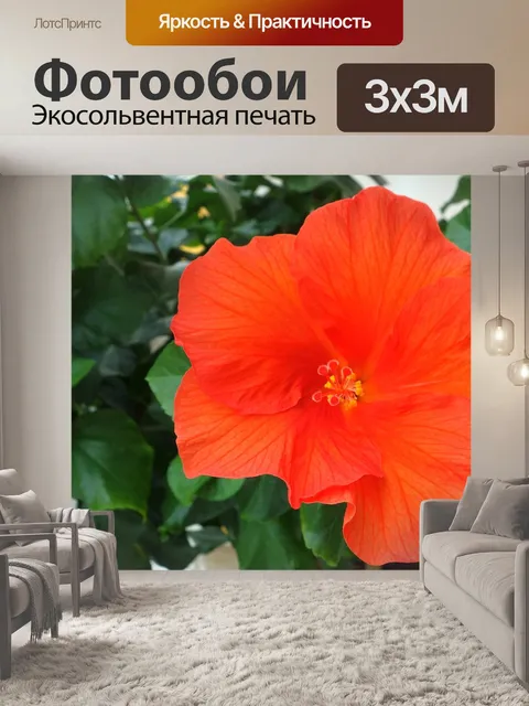 Фотообои Гибискус