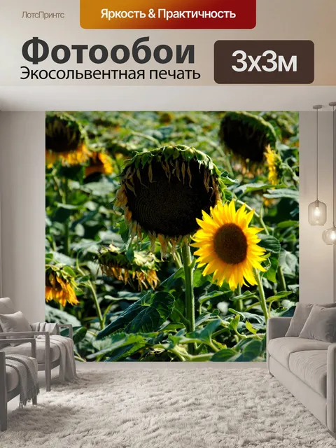 Фотообои Подсолнухи