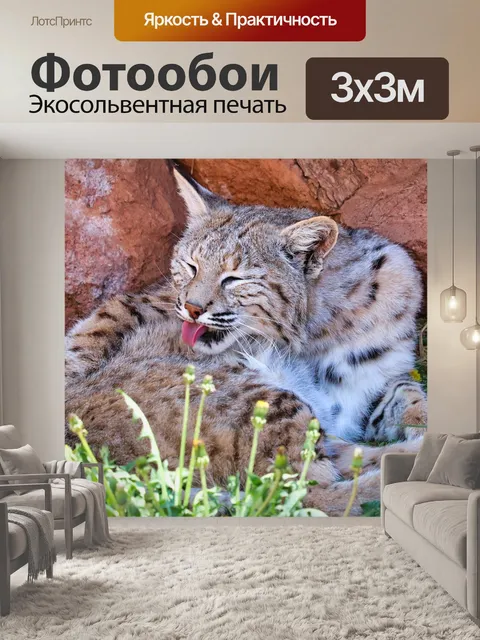 Фотообои Рысь