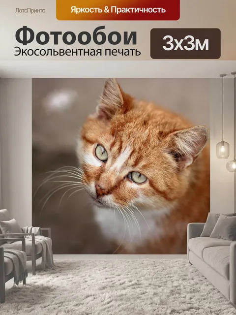 Фотообои Кот