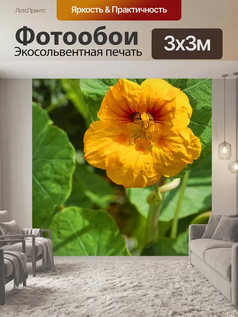 Фотообои Золотой Настурция цветок