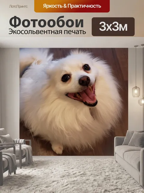 Фотообои Белая померанская собака