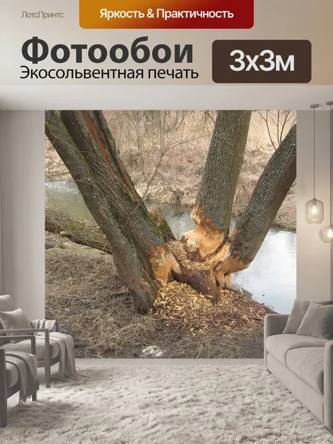 Фотообои Бобры