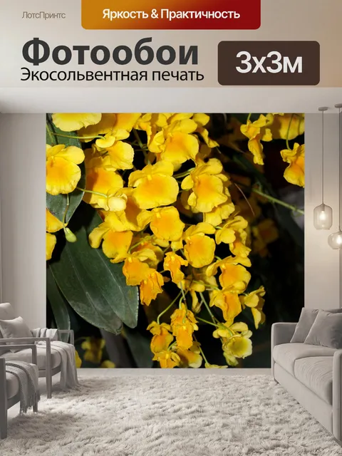Фотообои Фото цветка орхидеи