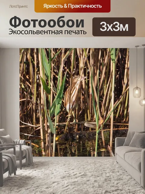 Фотообои Птицы