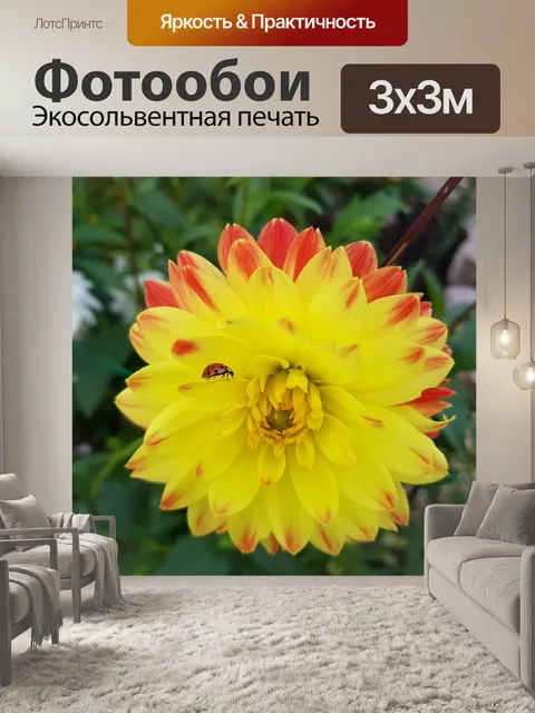 Фотообои Божья коровка
