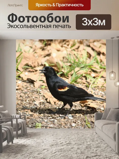 Фотообои Красная крылатая черная птица на земле