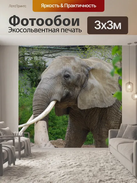 Фотообои Африканский слон