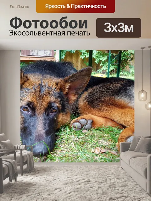 Фотообои Собака