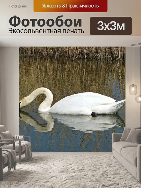Фотообои Лебедь