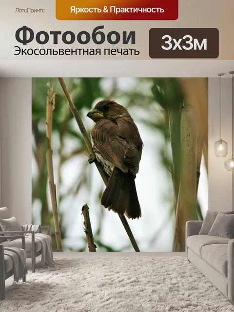 Фотообои ткач в камышах