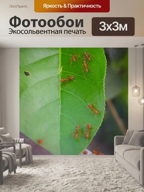 Фотообои Муравей