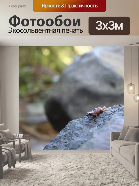 Фотообои Лягушка