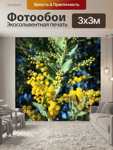 Фотообои желтые цветы акации
