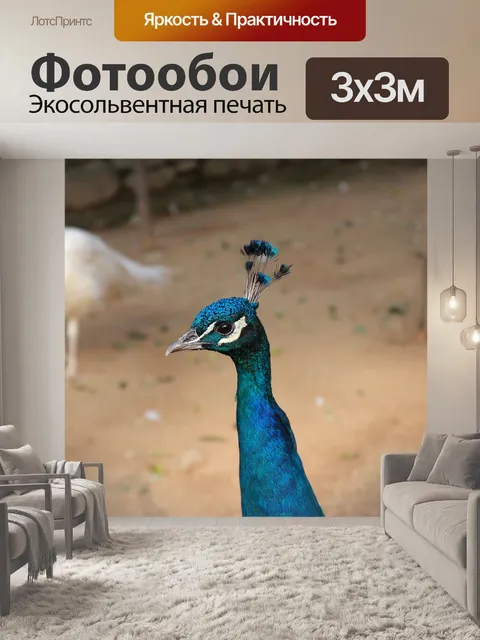Фотообои Павлин