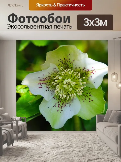 Фотообои Рождественская роза