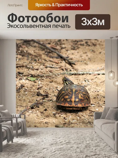 Фотообои Коробка черепахи смотря над спиной