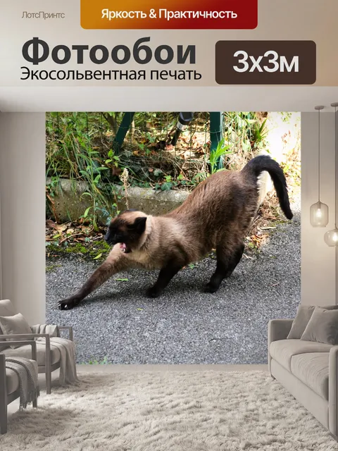 Фотообои сиамская кошка