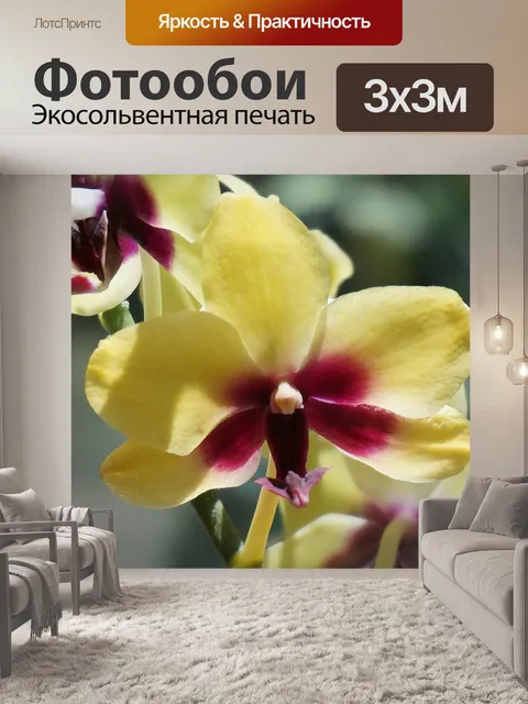 Фотообои Гибридный фаленопсис крупным планом