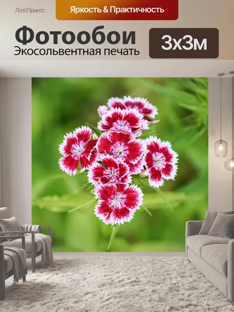 Фотообои Гвоздика