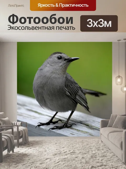 Фотообои Кошка