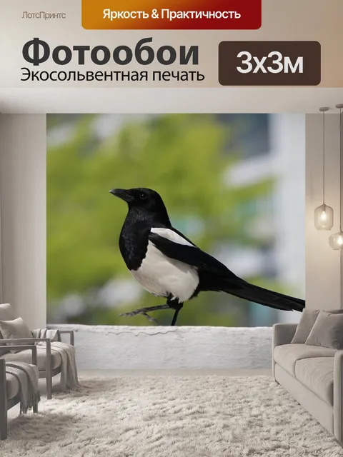 Фотообои Сорока