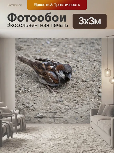 Фотообои Воробей