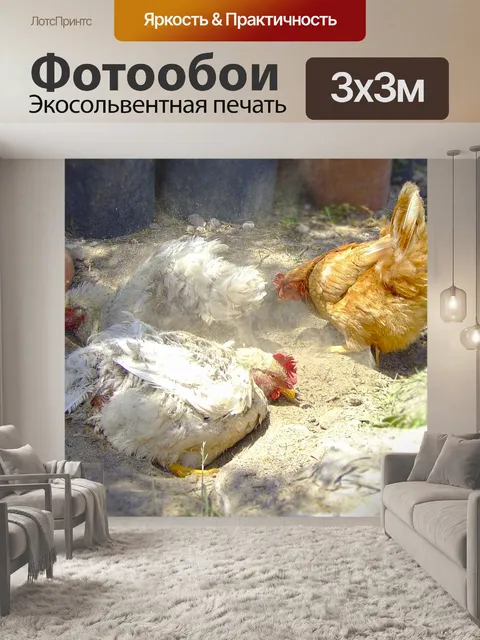 Фотообои Куры на землю
