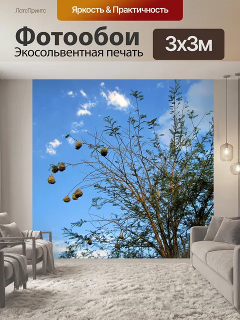 Фотообои гнезда нескольких ткацких