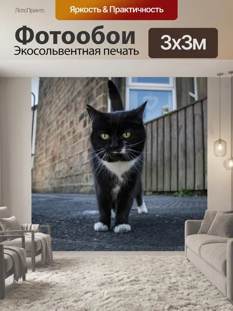 Фотообои Черная кошка