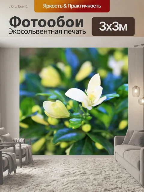 Фотообои цветки Murraya экзотики