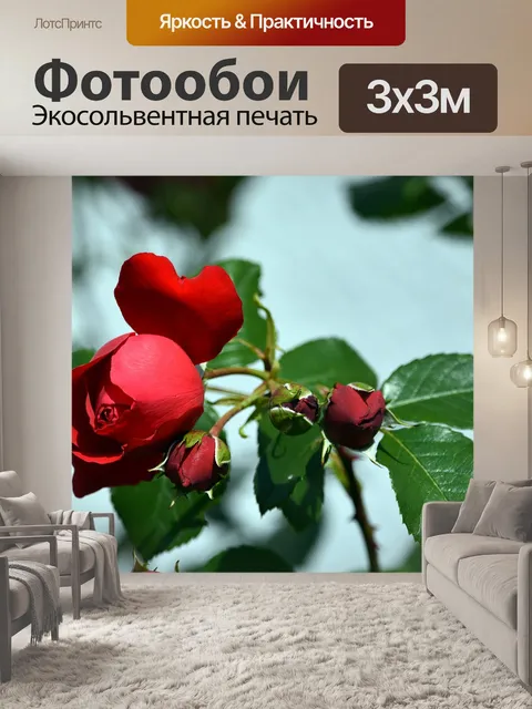 Фотообои Роуз