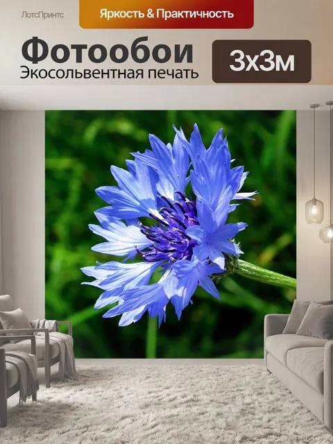 Фотообои Васильковый