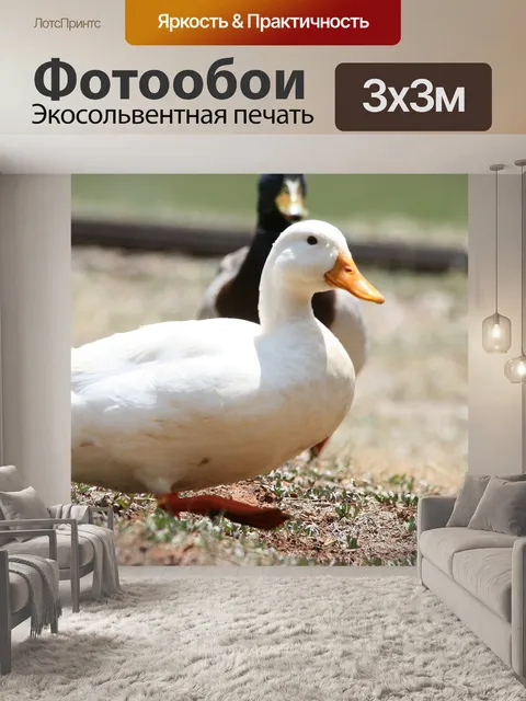 Фотообои белая утка