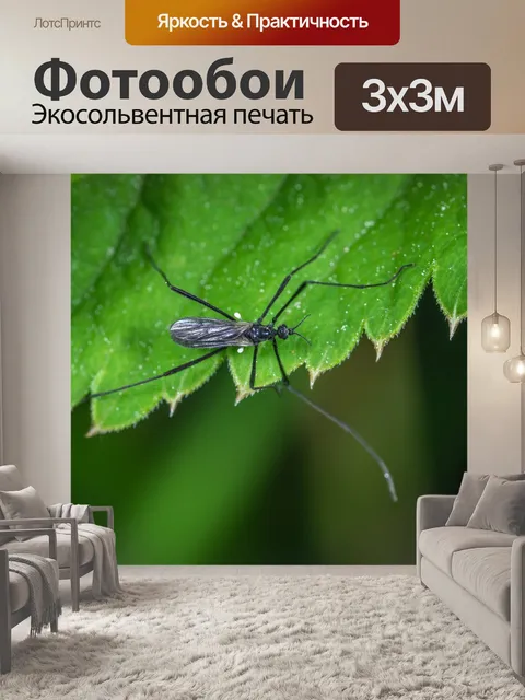 Фотообои Насекомое