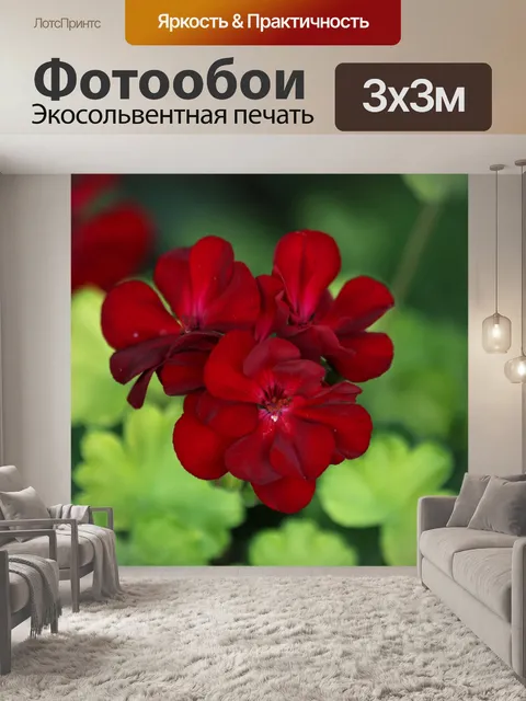 Фотообои Красная Герань Блум крупным планом 2
