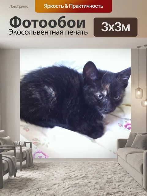 Фотообои Котенок черепахового