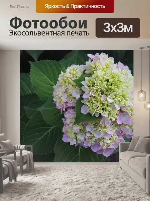 Фотообои Гортензия
