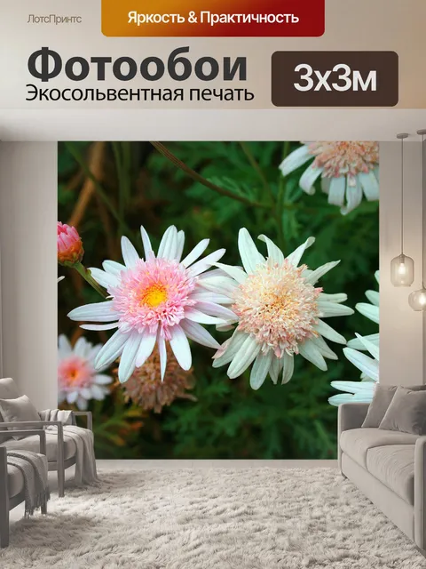 Фотообои Различные глядя ромашки